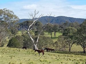 Winters day horses looking over Mount Dromedary